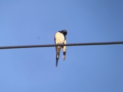 Hirundo rustica