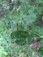 Podabrus brevicollis