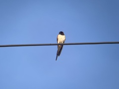 Hirundo rustica