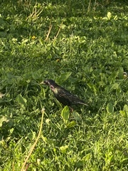 Sturnus vulgaris