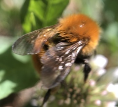 Bombus