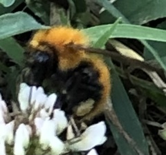 Bombus