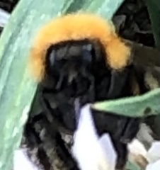 Bombus