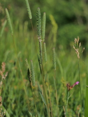 Phleum phleoides