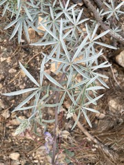 Lupinus elatus