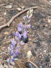 Lupinus elatus