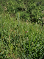 Phleum phleoides