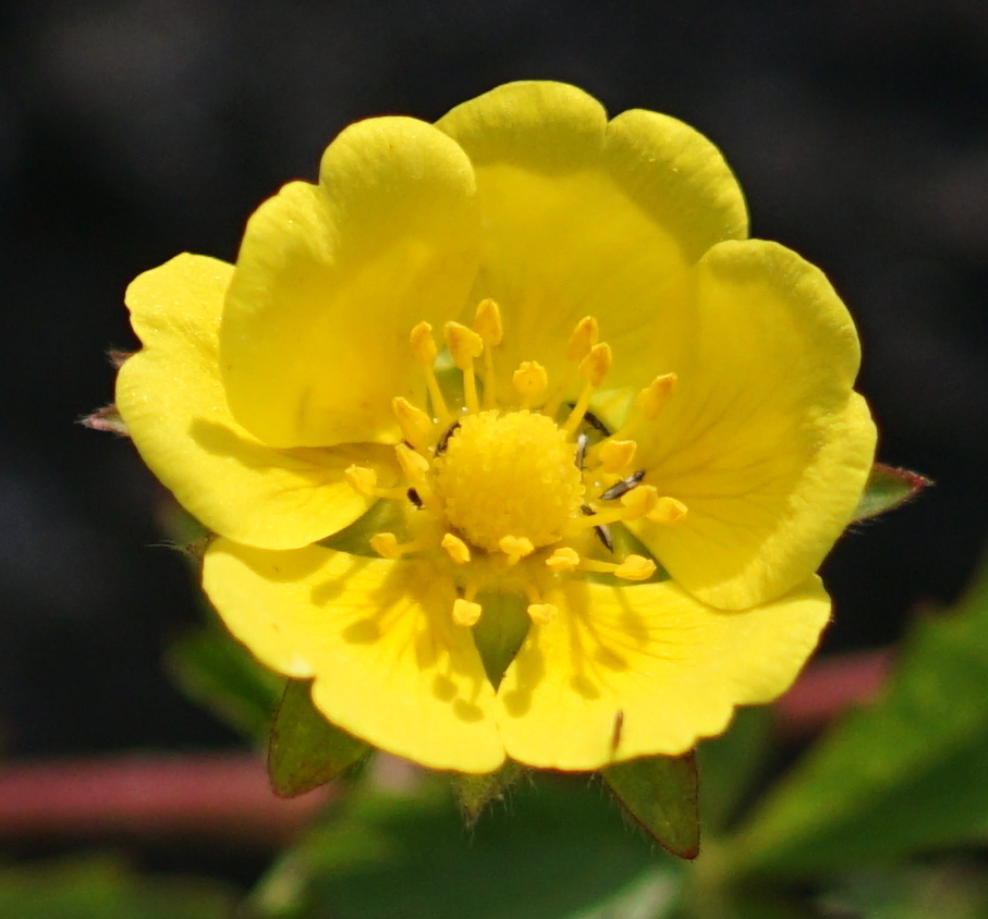 Potentilla reptans