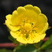 Creeping Cinquefoil - Photo (c) Wolfgang Bacher, some rights reserved (CC BY-NC), uploaded by Wolfgang Bacher