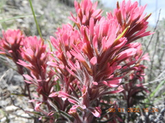 Castilleja angustifolia
