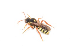 Nomada