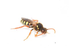Nomada
