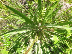 Yucca flaccida
