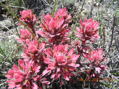 Castilleja angustifolia