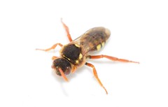 Nomada