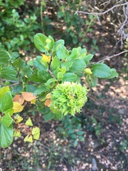 Asphondylia ceanothi