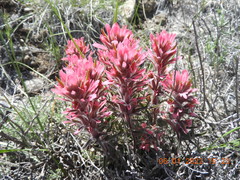 Castilleja angustifolia