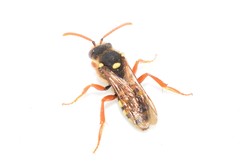 Nomada