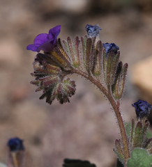 Phacelia gymnoclada