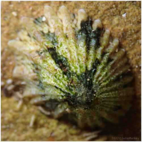 Rough Limpet