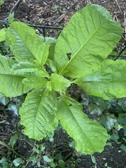 Pokeweed mosaic virus