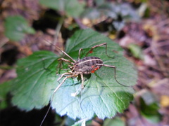 Zachaeus crista