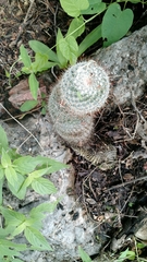 Mammillaria haageana