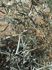 Lupinus elatus