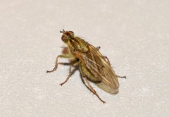 Scathophaga stercoraria
