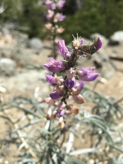 Lupinus elatus