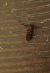 Monoleuca semifascia