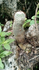 Mammillaria haageana