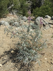 Lupinus elatus