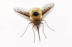 Bombylius medius