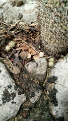 Mammillaria haageana