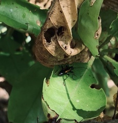 Strangalepta abbreviata