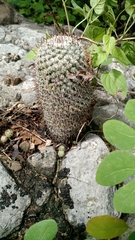 Mammillaria haageana