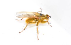 Scathophaga stercoraria
