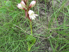 Satyrium sphaerocarpum