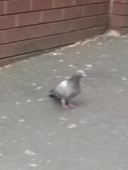 Columba livia domestica