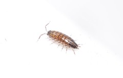 Chaetophiloscia hastata