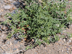 Dalea ornata