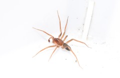 Liocranidae
