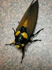 Huechys fusca