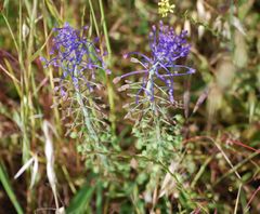 Muscari comosum image