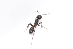 Camponotus riedeli