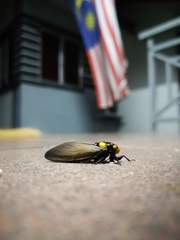 Huechys fusca