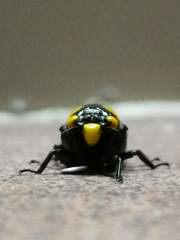Huechys fusca
