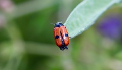 Clytra quadripunctata
