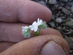 Cryptantha gracilis